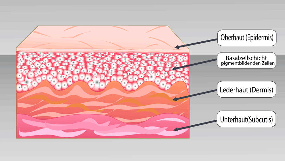 3 Hautschichten