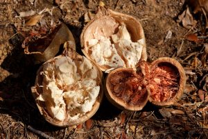 Baobab - Das Superfood aus Afrika