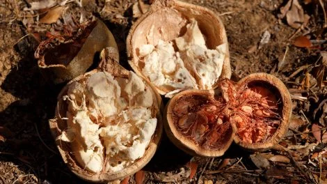 Baobab - Das Superfood aus Afrika