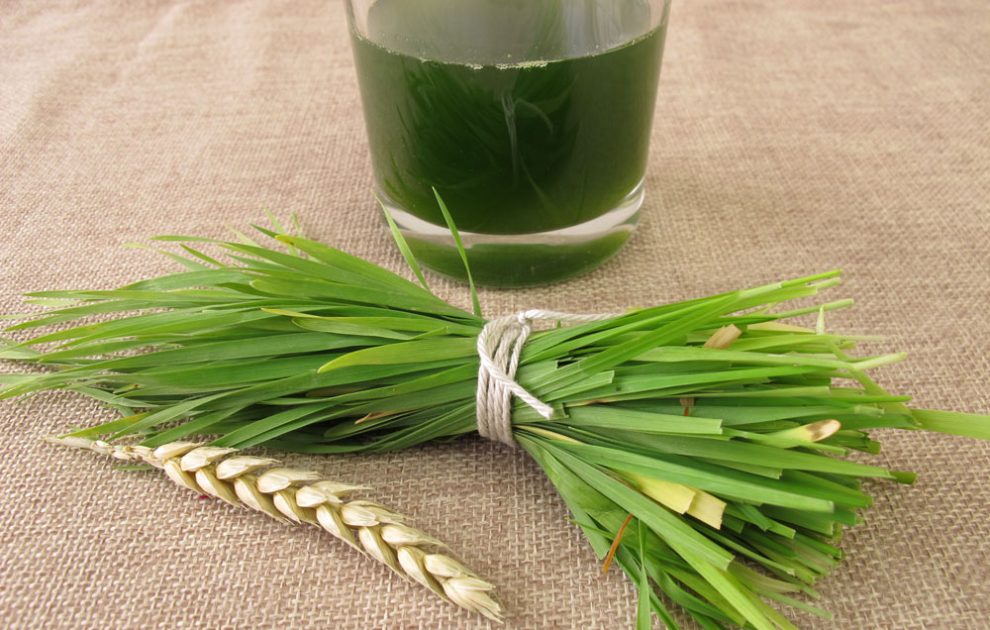 Weizengras Superfood