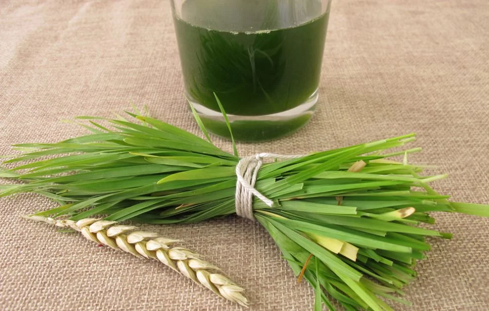 Weizengras Superfood