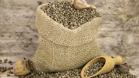 Hanfsamen Superfood