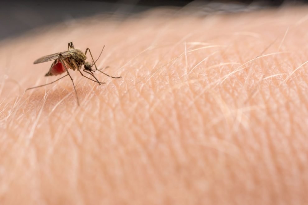 Mücken-Allergie: Symptome und Behandlungsmöglichkeiten