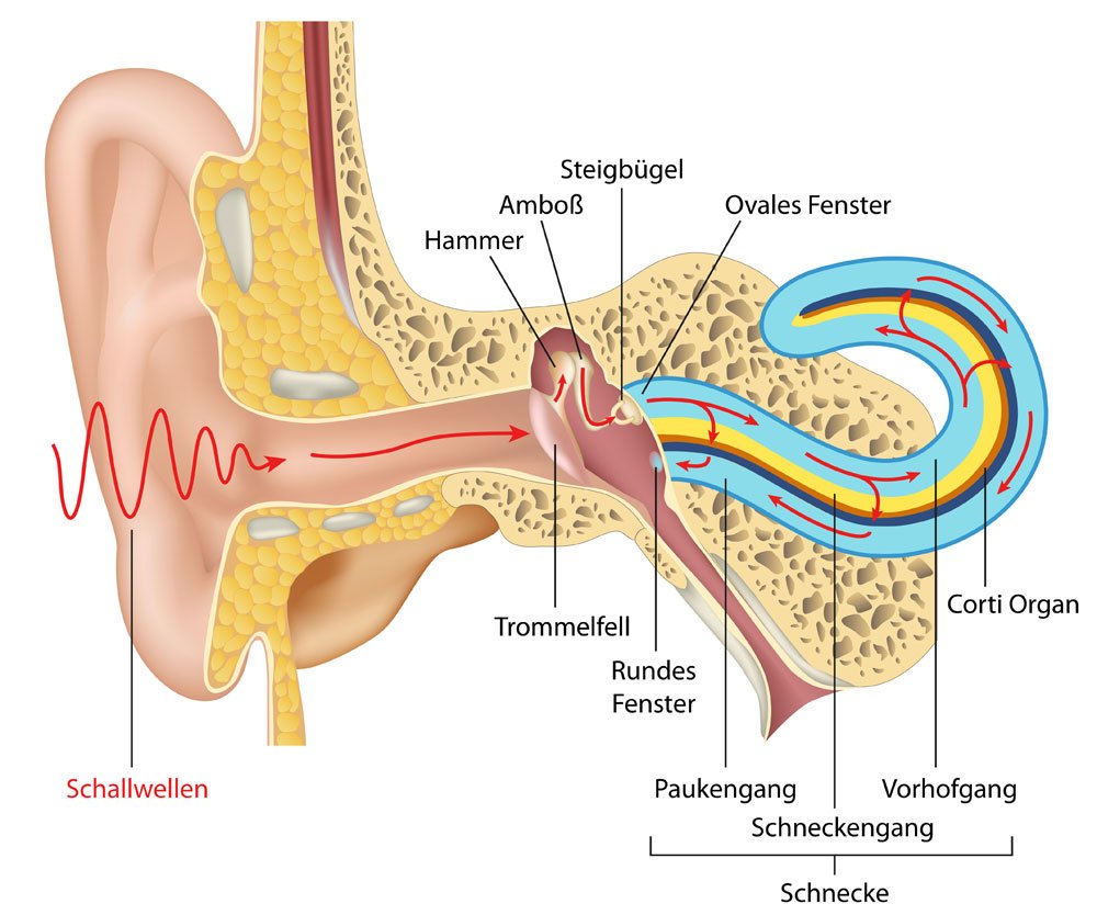 Hören - Schallübertragung im Ohr